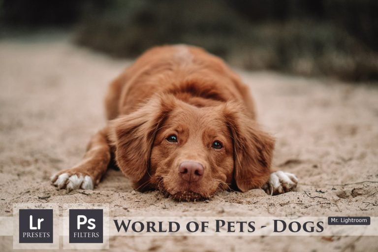 دانلود World of Pets Dogs Lightroom Presets